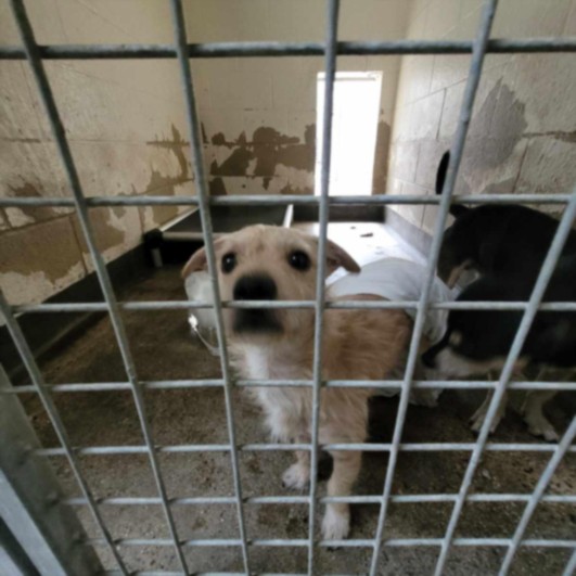 Shelter Stray Male Dog last seen , 3201 Lacy St, Los Angeles, CA 90031, USA