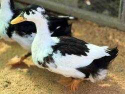 Shelter Stray Male Bird last seen , 5821 Sweetwater Rd, Bonita, CA 91902, USA
