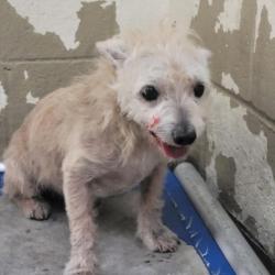 Shelter Stray Male Dog last seen , 3201 Lacy St, Los Angeles, CA 90031, USA