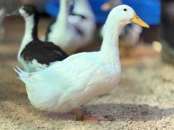 Shelter Stray Male Bird last seen , 5821 Sweetwater Rd, Bonita, CA 91902, USA