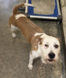 Shelter Stray Male Dog last seen , 3201 Lacy St, Los Angeles, CA 90031, USA