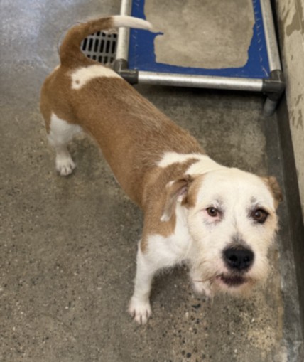 Shelter Stray Male Dog last seen , 3201 Lacy St, Los Angeles, CA 90031, USA