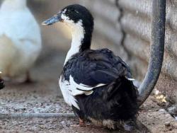 Shelter Stray Female Bird last seen , 5821 Sweetwater Rd, Bonita, CA 91902, USA