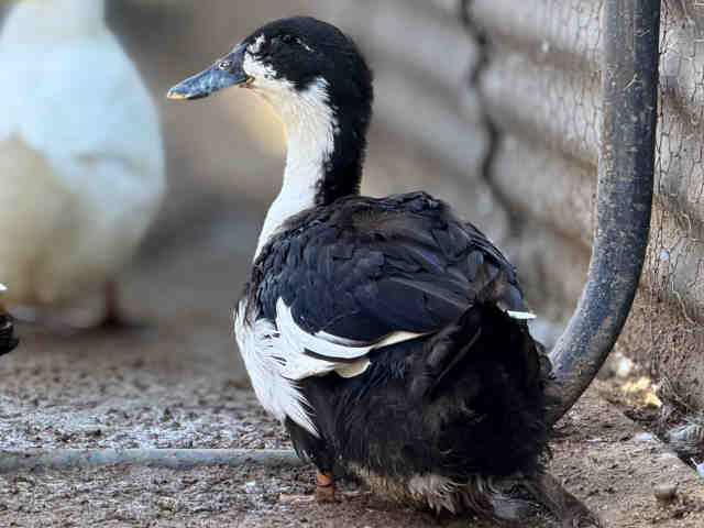 Shelter Stray Female Bird last seen , 5821 Sweetwater Rd, Bonita, CA 91902, USA