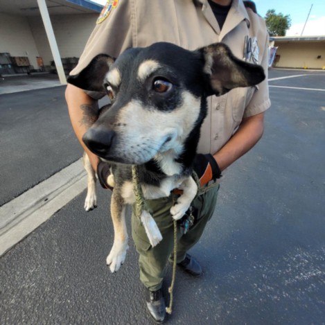 Shelter Stray Male Dog last seen , 3201 Lacy St, Los Angeles, CA 90031, USA