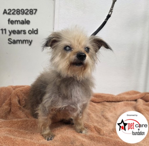 Shelter Stray Female Dog last seen , 3201 Lacy St, Los Angeles, CA 90031, USA