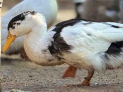 Shelter Stray Male Bird last seen , 5821 Sweetwater Rd, Bonita, CA 91902, USA