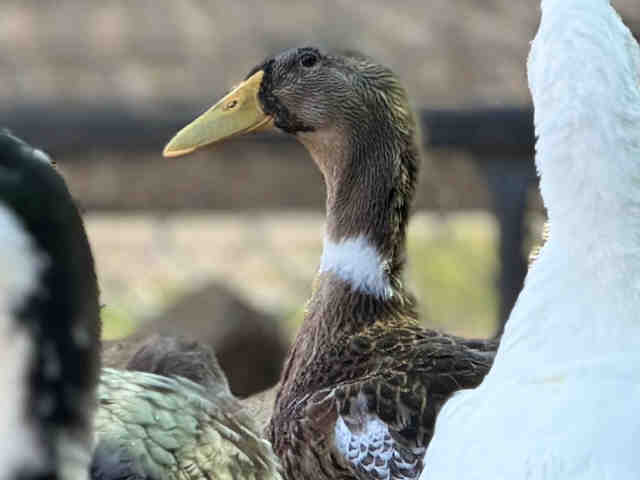 Shelter Stray Male Bird last seen , 5821 Sweetwater Rd, Bonita, CA 91902, USA