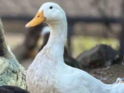Shelter Stray Male Bird last seen , 5821 Sweetwater Rd, Bonita, CA 91902, USA