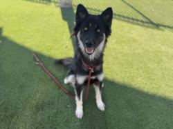 Shelter Stray Female Dog last seen , 3201 Lacy St, Los Angeles, CA 90031, USA