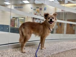 Shelter Stray Female Dog last seen , 3201 Lacy St, Los Angeles, CA 90031, USA