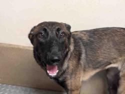 Shelter Stray Female Dog last seen , 5821 Sweetwater Rd, Bonita, CA 91902, USA