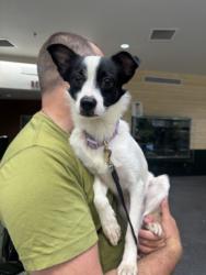 Shelter Stray Male Dog last seen , 3201 Lacy St, Los Angeles, CA 90031, USA