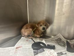 Shelter Stray Male Dog last seen , 3201 Lacy St, Los Angeles, CA 90031, USA