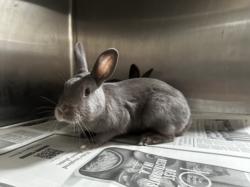 Shelter Stray Female Other last seen , 3201 Lacy St, Los Angeles, CA 90031, USA