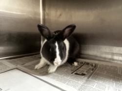 Shelter Stray Female Other last seen , 3201 Lacy St, Los Angeles, CA 90031, USA