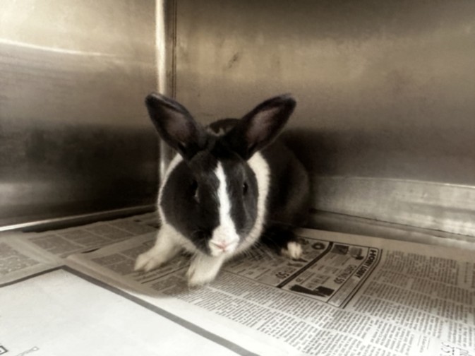 Shelter Stray Female Other last seen , 3201 Lacy St, Los Angeles, CA 90031, USA