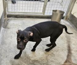 Shelter Stray Female Dog last seen , 3201 Lacy St, Los Angeles, CA 90031, USA