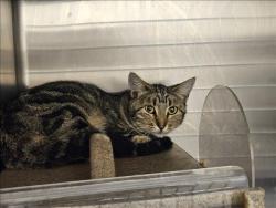Shelter Stray Female Cat last seen , 3201 Lacy St, Los Angeles, CA 90031, USA