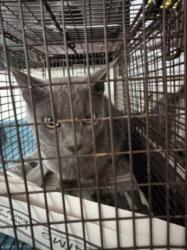 Shelter Stray Female Cat last seen , 3201 Lacy St, Los Angeles, CA 90031, USA