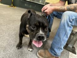 Shelter Stray Male Dog last seen , 3201 Lacy St, Los Angeles, CA 90031, USA