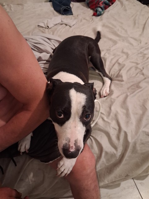 Shelter Stray Female Dog last seen Near BLOCK CADE ST, LONG BEACH CA, 7700 E Spring St, Long Beach, CA 90815, USA