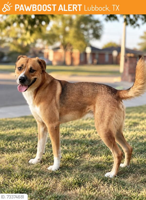 Found/Stray Female Dog last seen Grinnell and Vale, Lubbock, TX 79415