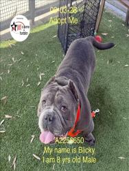 Shelter Stray Male Dog last seen , 1850 W 60th St, Los Angeles, CA 90047, USA