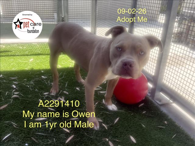 Shelter Stray Male Dog last seen , 1850 W 60th St, Los Angeles, CA 90047, USA