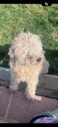Lost Female Dog last seen Kirkland ave lancaster ca, Lancaster, CA 93535