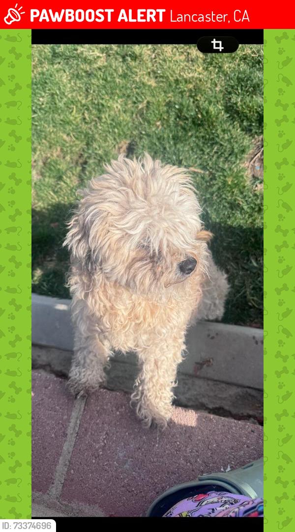 Lost Female Dog last seen Kirkland ave lancaster ca, Lancaster, CA 93535