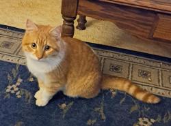 Lost Male Cat last seen Near Buck Creek and trail, Kentwood, MI 49548