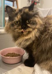 Found/Stray Unknown Cat last seen Near, New Canaan, CT 06840