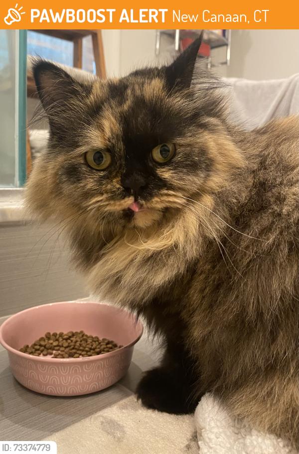 Found/Stray Unknown Cat last seen Near, New Canaan, CT 06840