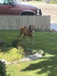 Found/Stray Female Dog last seen Ustick and Linder or ten mile and Linder, Meridian, ID 83646