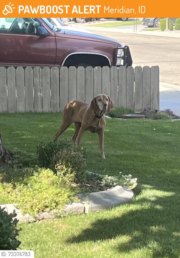 Found/Stray Female Dog last seen Ustick and Linder or ten mile and Linder, Meridian, ID 83646