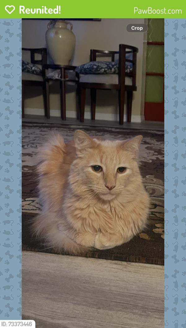 Reunited Male Cat last seen Near wing and Valinda, La Puente, CA 91744