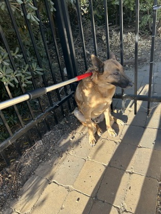 Shelter Stray Male Dog last seen N Hayes Ave & W Clinton Ave, Fresno Zone Fresno CO 2 93723, CA, 1510 W Dan Ronquillo Dr, Fresno, CA 93706, USA