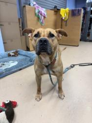 Shelter Stray Male Dog last seen Near Tarragon Dr, 30034, GA, 3280 Chamblee Dunwoody Rd, Chamblee, GA 30341, USA