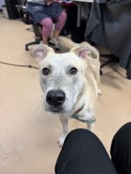 Shelter Stray Male Dog last seen Midway Ball Park, 30032, GA, 3280 Chamblee Dunwoody Rd, Chamblee, GA 30341, USA