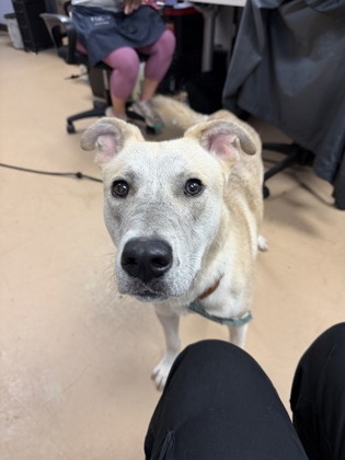 Shelter Stray Male Dog last seen Midway Ball Park, 30032, GA, 3280 Chamblee Dunwoody Rd, Chamblee, GA 30341, USA