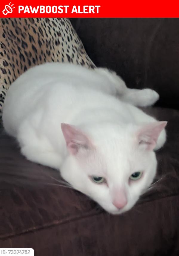 Lost Male Cat last seen georgakakis, West Lincoln, ON L0R 2A0
