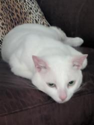 Lost Male Cat last seen georgakakis, West Lincoln, ON L0R 2A0