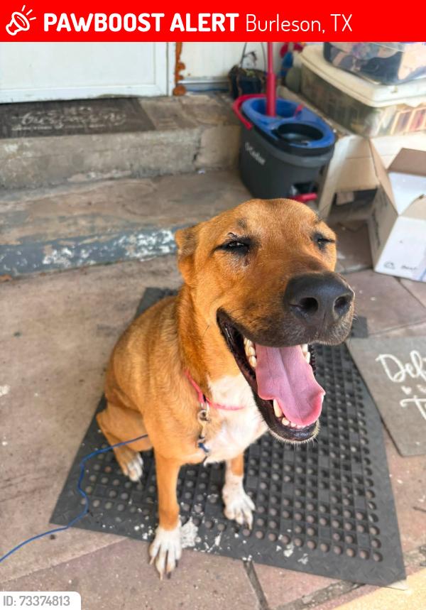 Lost Female Dog last seen Near weeping willow St., Burton, TX, Burleson, TX 76028