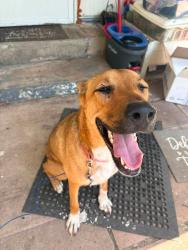 Lost Female Dog last seen Near weeping willow St., Burton, TX, Burleson, TX 76028