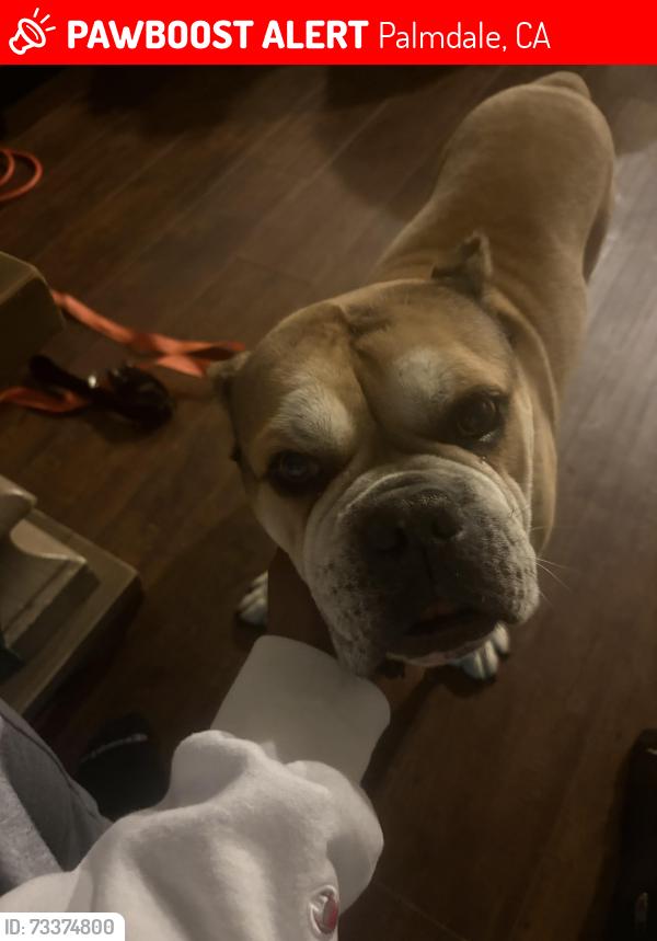 Lost Male Dog last seen Lancaster/Palmdale, Palmdale, CA 93350