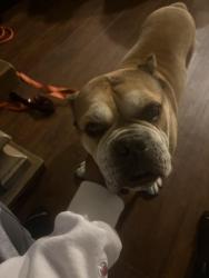 Lost Male Dog last seen Lancaster/Palmdale, Palmdale, CA 93350