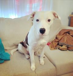 Reunited Female Dog last seen Darlene Ln and Center St, Arlington, TX 76010