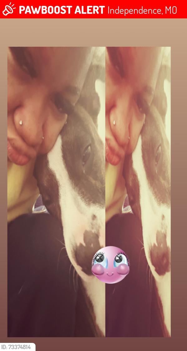 Lost Male Dog last seen Independence, Independence, MO 64055