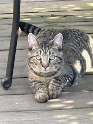 Lost Male Cat last seen County line road and Mulberry, Gates Mills, OH 44040